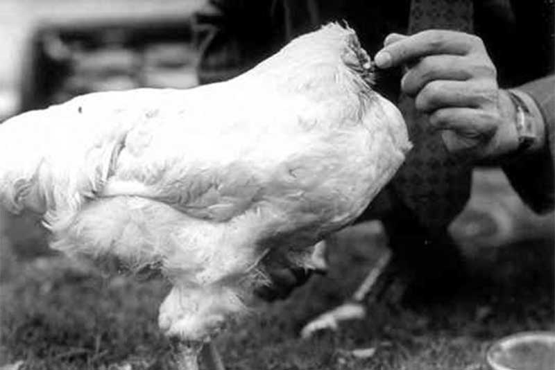 মাথা কাটা যাওয়ার পরেও ১৮ মাস ধরে জীবিত মুরগি! - West Bengal News 24 মাথা কাটা যাওয়ার পরেও ১৮ মাস ধরে জীবিত মুরগি! - West Bengal News 24