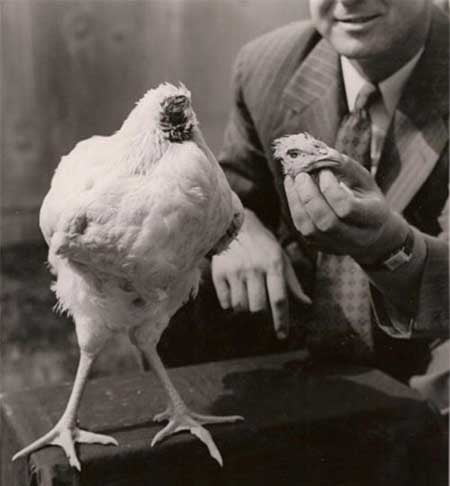 মাথা কাটা যাওয়ার পরেও ১৮ মাস ধরে জীবিত মুরগি! - West Bengal News 24 মাথা কাটা যাওয়ার পরেও ১৮ মাস ধরে জীবিত মুরগি! - West Bengal News 24