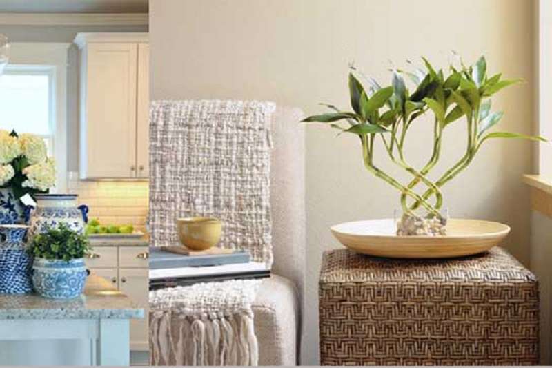 এই গাছ ঘরে রাখলে খুলে যাবে ভাগ্য? - West Bengal News 24