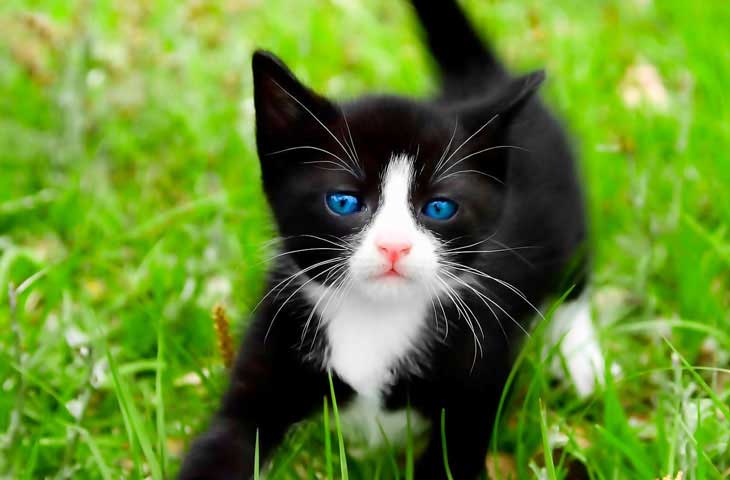 বিড়ালের কোন ইঙ্গিতে কী বিপদ হয়! - West Bengal News 24