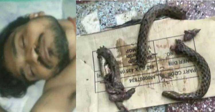 সাপ ধরে কামড়ে টুকরো টুকরো করলেন মদ্যপ রাজ কুমার - West Bengal News 24 সাপ ধরে কামড়ে টুকরো টুকরো করলেন মদ্যপ রাজ কুমার - West Bengal News 24