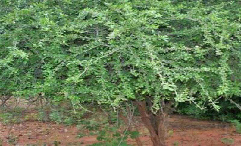 যে গাছে মানুষ হাত দিলেই হাসে! - West Bengal News 24