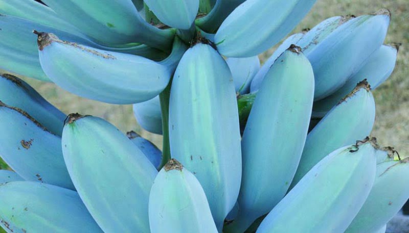 যে কলা স্বাদে ও গন্ধে ভ্যানিলা আইসক্রিমের মতো - West Bengal News 24 যে কলা স্বাদে ও গন্ধে ভ্যানিলা আইসক্রিমের মতো - West Bengal News 24