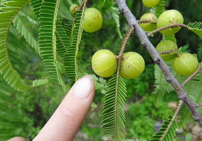 পুরুষদের স্পার্ম কাউন্ট বাড়ায় আমলকি - West Bengal News 24