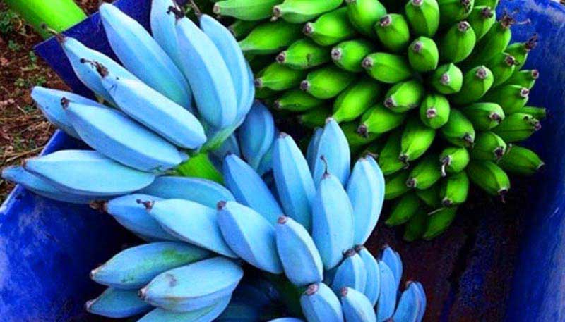 যে কলা স্বাদে ও গন্ধে ভ্যানিলা আইসক্রিমের মতো - West Bengal News 24