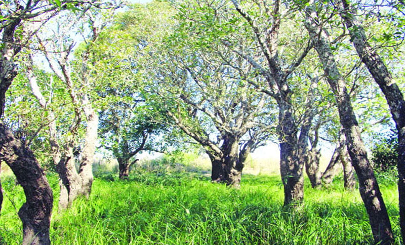 ঘুরে আসুন সিলেটের নতুন জলাবন বড় জুরি-ছোট জুরি - West Bengal News 24 ঘুরে আসুন সিলেটের নতুন জলাবন বড় জুরি-ছোট জুরি - West Bengal News 24
