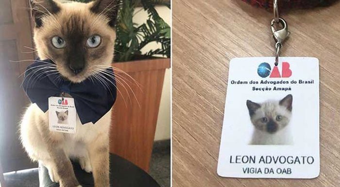 বার অ্যাসোসিয়েশনে চাকরি পেলো অসহায় বিড়াল! - West Bengal News 24