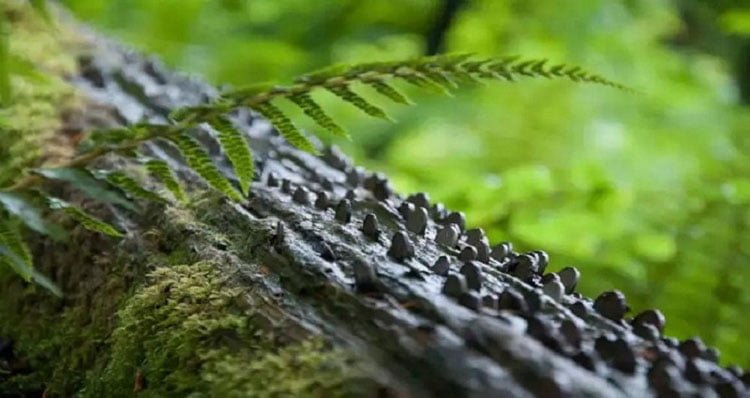 গাছে টাকা না ধরলেও পয়সা ধরে! - West Bengal News 24