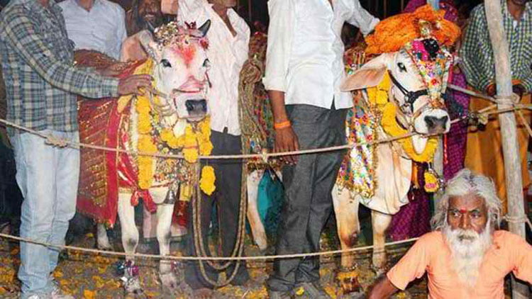 ১৮ লাখ টাকা খরচ করে গরুর বিয়ে - West Bengal News 24