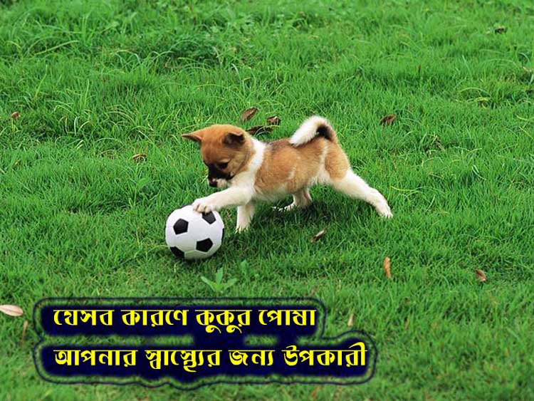 যেসব কারণে কুকুর পোষা আপনার স্বাস্থ্যের জন্য উপকারী - West Bengal News 24