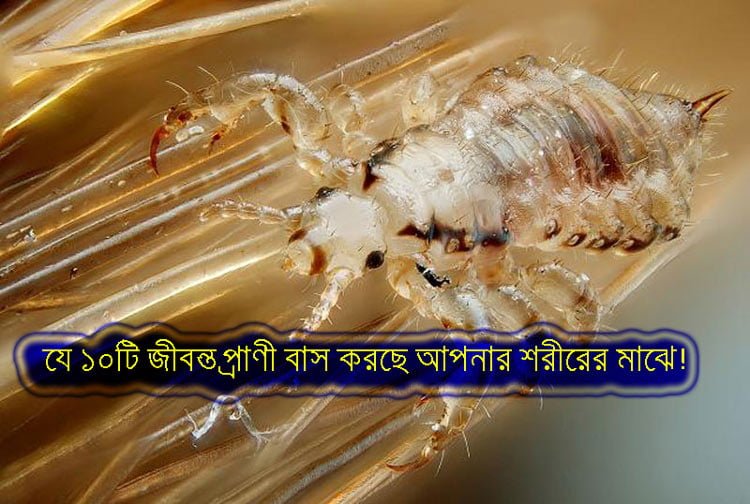 যে ১০টি জীবন্ত প্রাণী বাস করছে আপনার শরীরের মাঝে! - West Bengal News 24