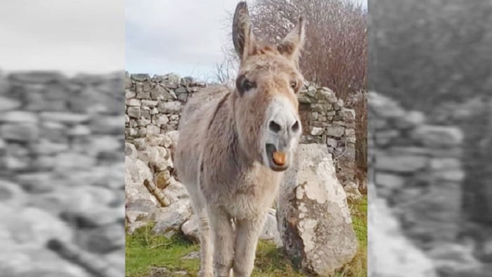 সোশ্যাল মিডিয়ায় ভাইরাল গাধার কণ্ঠে গান! - West Bengal News 24