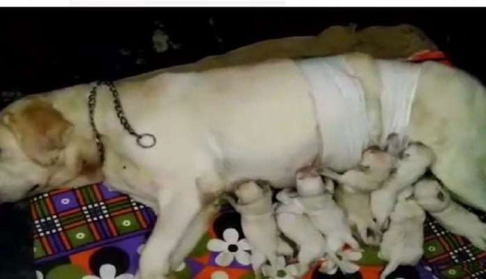 ঝড়-জলের রাতে পুলিশের অনুমতি নিয়ে ছুটল গাড়ি, হাজারি বাড়ির পোষ্যের প্রাণ বাঁচালেন চিকিত্সক - West Bengal News 24 ঝড়-জলের রাতে পুলিশের অনুমতি নিয়ে ছুটল গাড়ি, হাজারি বাড়ির পোষ্যের প্রাণ বাঁচালেন চিকিত্সক - West Bengal News 24