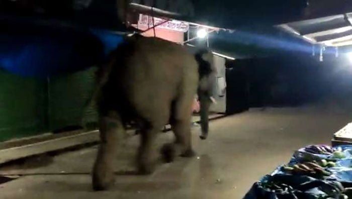 লোকের তাড়া খেয়ে একেবারে ঝাড়গ্রাম শহরের মধ্যে ঢুকে পড়ল দলছুট হাতি, দাঁতালকে লক্ষ্য করে ইট জনতার - West Bengal News 24 লোকের তাড়া খেয়ে একেবারে ঝাড়গ্রাম শহরের মধ্যে ঢুকে পড়ল দলছুট হাতি, দাঁতালকে লক্ষ্য করে ইট জনতার - West Bengal News 24