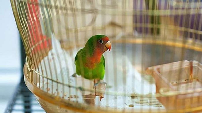 কাজের মহিলার সঙ্গে প্রেম, স্বামীকে ফাঁসিয়ে দিল পোষা তোতা! - West Bengal News 24 কাজের মহিলার সঙ্গে প্রেম, স্বামীকে ফাঁসিয়ে দিল পোষা তোতা! - West Bengal News 24