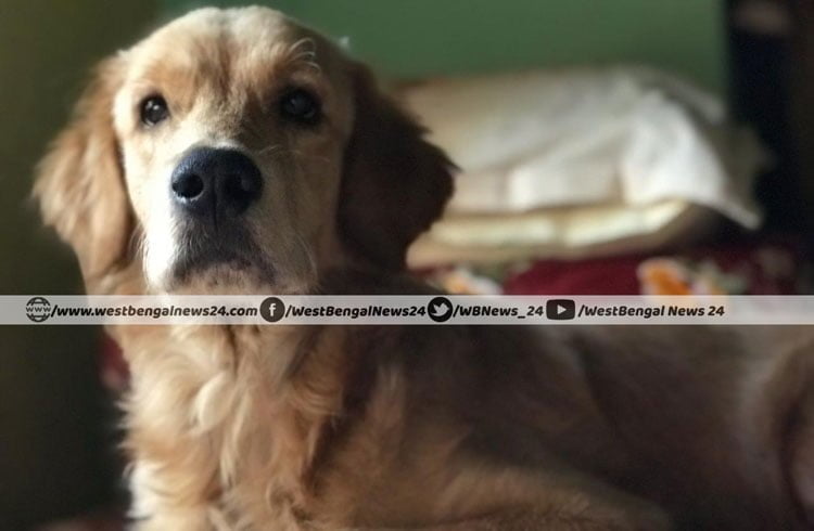 লকডাউনে চলে গেল লিও, শোকে পাথর শিক্ষিকার পরিবার - West Bengal News 24