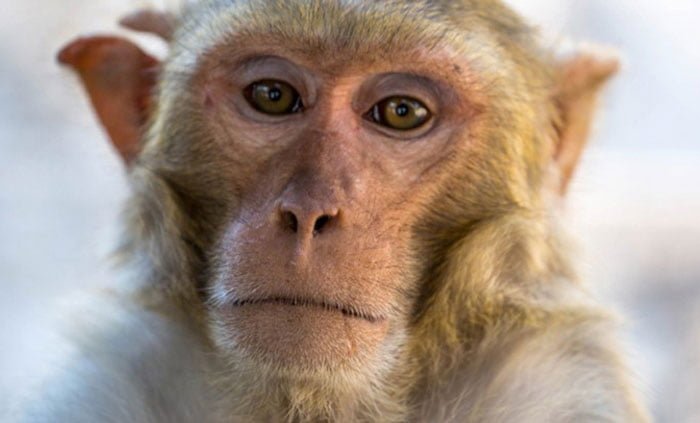 অক্সফোর্ডের তৈরি করোনা ‘ভ্যাকসিন’ বানর ও ইঁদুরে সফল - West Bengal News 24