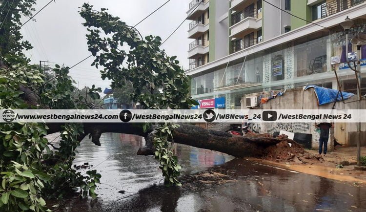 রাস্তার ধারে মরা গাছে মরণ-ফাঁদ অরণ্যশহর ঝাড়গ্রামে, আমফান ঝড়ের পরে বাড়ছে শঙ্কা - West Bengal News 24