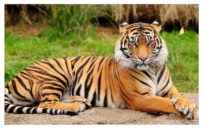 লকডাউনে খুশির খবর, সুন্দরবনে বাড়ছে রয়্যাল বেঙ্গল টাইগারের সংখ্যা ! - West Bengal News 24 লকডাউনে খুশির খবর, সুন্দরবনে বাড়ছে রয়্যাল বেঙ্গল টাইগারের সংখ্যা ! - West Bengal News 24