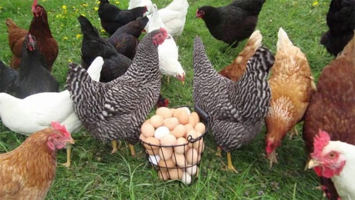 ‘স্বর্ণডিম’ পাড়বে মুরগি! - West Bengal News 24