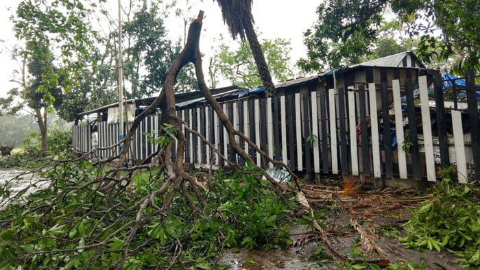 ধ্বংসপ্রাপ্ত কলকাতায় সবুজ পুনরুদ্ধারে ৪০ হাজার গাছ রোপণ করবে পুরনিগম ! - West Bengal News 24