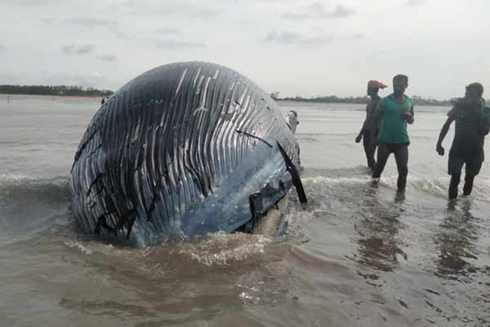 মন্দারমণিতে ভেসে উঠল ৩৬ ফুট লম্বা তিমি! উপচে পড়া ভিড় উৎসুকদের - West Bengal News 24
