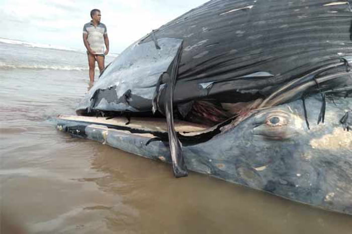 মন্দারমণিতে ভেসে উঠল ৩৬ ফুট লম্বা তিমি! উপচে পড়া ভিড় উৎসুকদের - West Bengal News 24