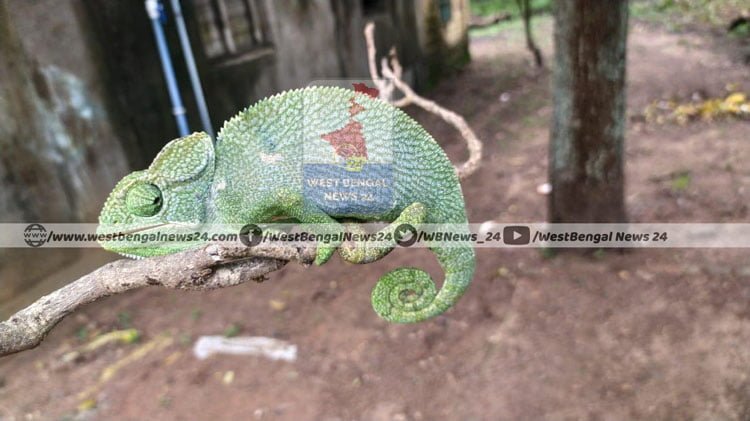 গোপীবল্লভপুরে ক্যামেলিয়ন উদ্ধার, পরে ছাড়া হল জঙ্গলে - West Bengal News 24