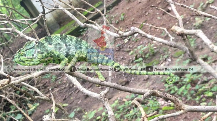 গোপীবল্লভপুরে ক্যামেলিয়ন উদ্ধার, পরে ছাড়া হল জঙ্গলে - West Bengal News 24