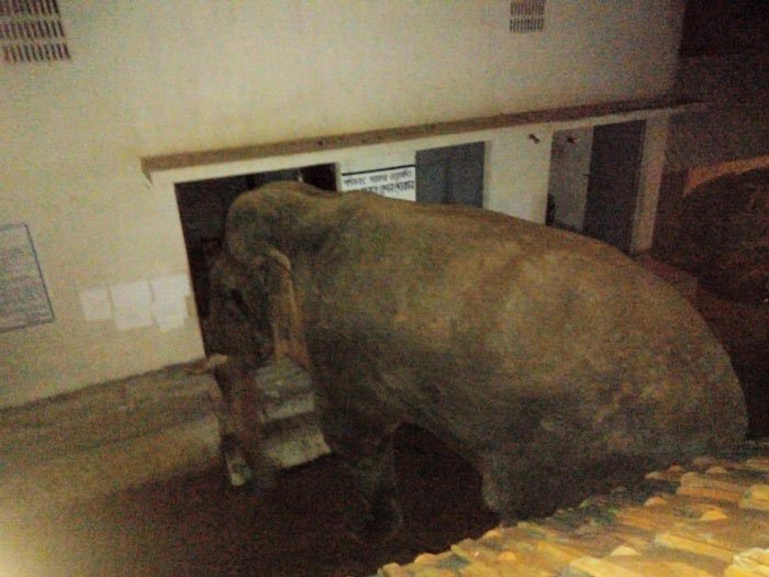 জামবনির ফুলবেড়িয়া গ্রামে হানা দিয়ে দোকানের দরজায় ধাক্কা হাতির - West Bengal News 24