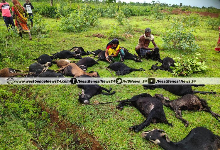 ঝাড়গ্রামের লাউড়িয়াদাম গ্রামে বাজ পড়ে ২১টি ছাগলের মৃত্যু, এলাকায় চাঞ্চল্য - West Bengal News 24