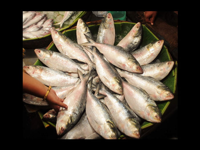 অপেক্ষা আর মাত্র ১৫ দিনে , জুলাইয়ের প্রথমেই বাজারে মিলবে দিঘার ইলিশ ! - West Bengal News 24