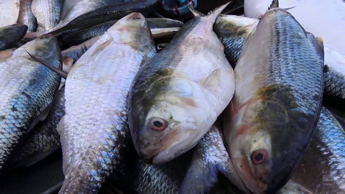 অপেক্ষা আর মাত্র ১৫ দিনে , জুলাইয়ের প্রথমেই বাজারে মিলবে দিঘার ইলিশ ! - West Bengal News 24