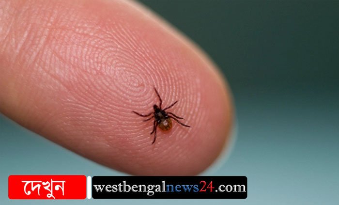 ছোট্ট পোকা নিয়ে আতঙ্ক, কামড়ে হতে পারে প্যারালাইসিস - West Bengal News 24