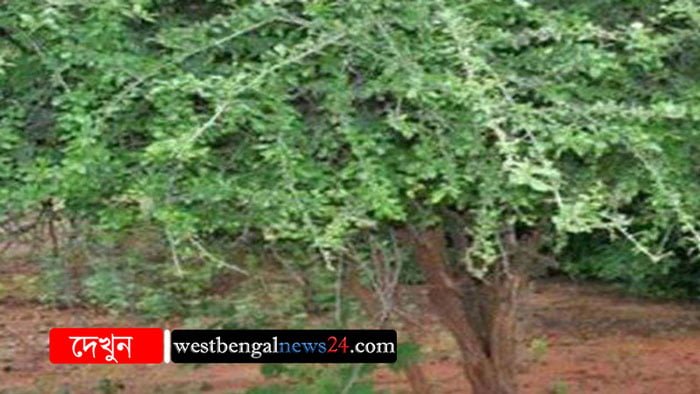 যে গাছে মানুষ হাত দিলেই হাসে! - West Bengal News 24