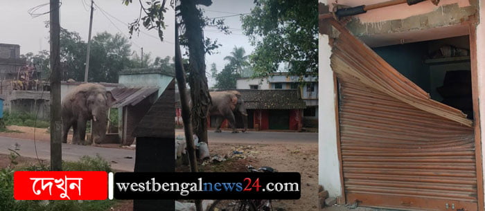 ঝাড়গ্রামের বাকড়ায় দোকানের দরজা ভেঙে ধান ও কলা খেল ক্ষুধার্ত দাঁতাল - West Bengal News 24