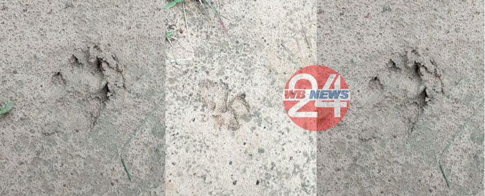 ঝাড়গ্রামে নরম মাটিতে ‘নেকড়ের’ পায়ের ছাপ! - West Bengal News 24