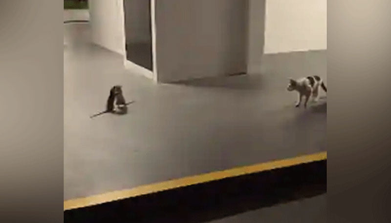 ইঁদুরের মারামারির ভিডিও ভাইরাল - West Bengal News 24