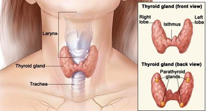 থাইরয়েড থেকে মুক্তির উপায় - West Bengal News 24