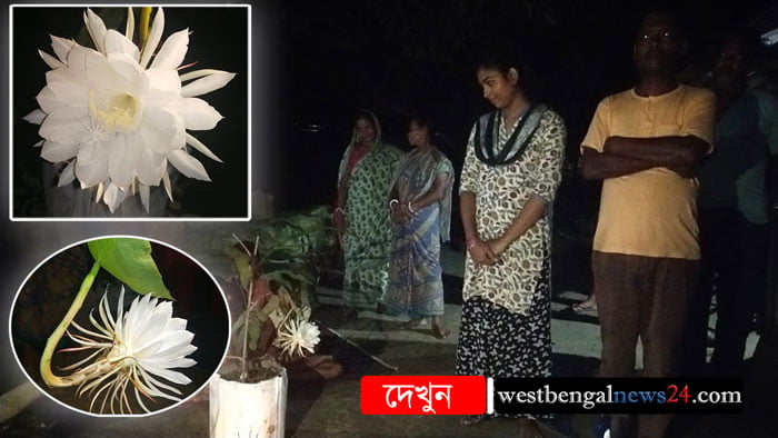 নদীয়ার শান্তিপুর বাগআঁচড়া গ্রামে ফুটেছে “ব্রহ্মকমল”, দেখতে উৎসাহীদের ভিড় - West Bengal News 24