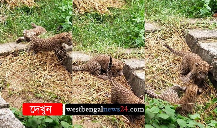 সিসি ক্যামেরার নজরে হর্ষিণী ও দুই শাবক - West Bengal News 24 সিসি ক্যামেরার নজরে হর্ষিণী ও দুই শাবক - West Bengal News 24