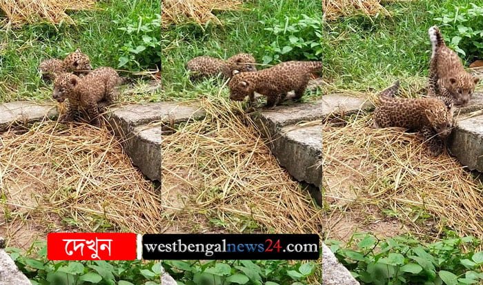 সিসি ক্যামেরার নজরে হর্ষিণী ও দুই শাবক - West Bengal News 24 সিসি ক্যামেরার নজরে হর্ষিণী ও দুই শাবক - West Bengal News 24