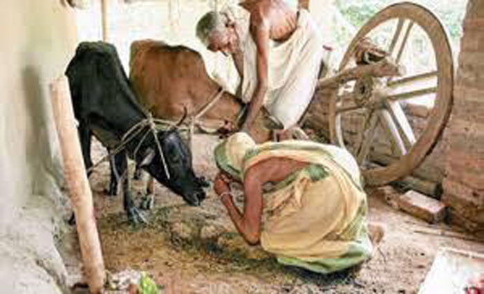 জঙ্গলমহলের বাঁদনা-পরবে দেবজ্ঞানে জীবসেবা - West Bengal News 24 জঙ্গলমহলের বাঁদনা-পরবে দেবজ্ঞানে জীবসেবা - West Bengal News 24