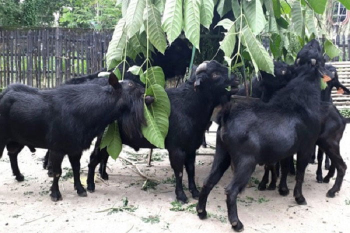 সিনেমা বানাতে ৩ বছর ধরে ছাগল চুরি - West Bengal News 24