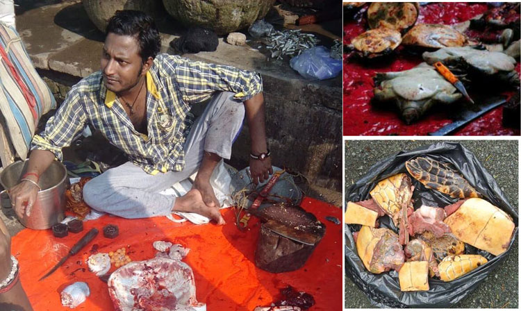 প্রশাসনের নাকের ডগায় রমরমিয়ে চলছে কচ্ছপের মাংস বিক্রি - West Bengal News 24