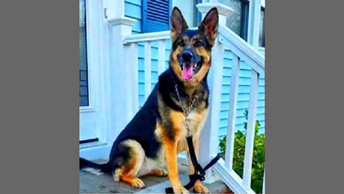 কুকুরের বুদ্ধিমত্তায় বাঁচল হৃদরোগে আক্রান্ত মনিবের প্রাণ - West Bengal News 24 কুকুরের বুদ্ধিমত্তায় বাঁচল হৃদরোগে আক্রান্ত মনিবের প্রাণ - West Bengal News 24