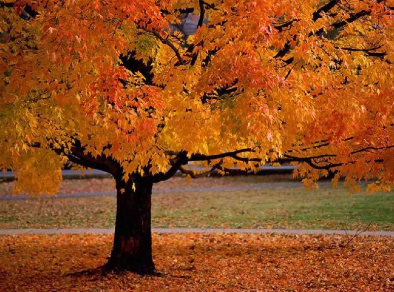 শীতকালে কেন গাছের পাতা ঝরে যায়? - West Bengal News 24 শীতকালে কেন গাছের পাতা ঝরে যায়? - West Bengal News 24