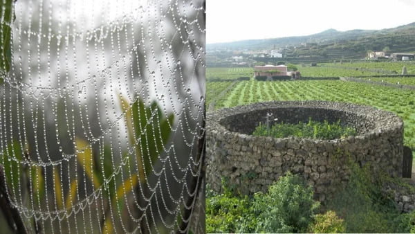 কুয়াশা দিয়েই হয় জমির সেচের কাজ! - West Bengal News 24