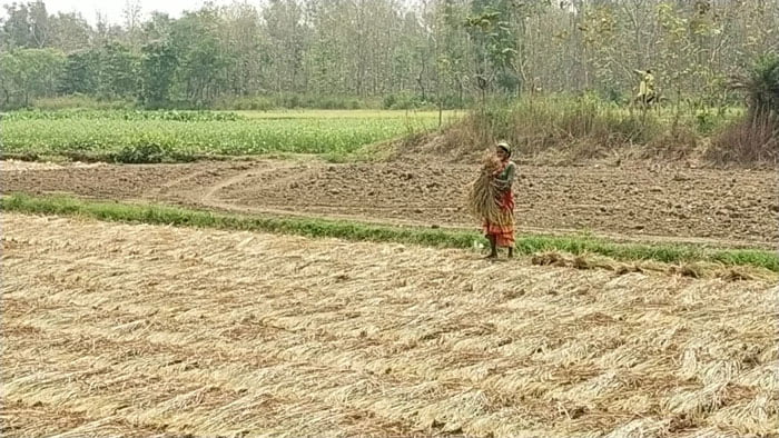 পূর্বঘোষিত আবহাওয়া দপ্তরের নির্দেশ অনুযায়ী মাঠে ধান গুছাতে ব্যস্ত চাষিরা - West Bengal News 24