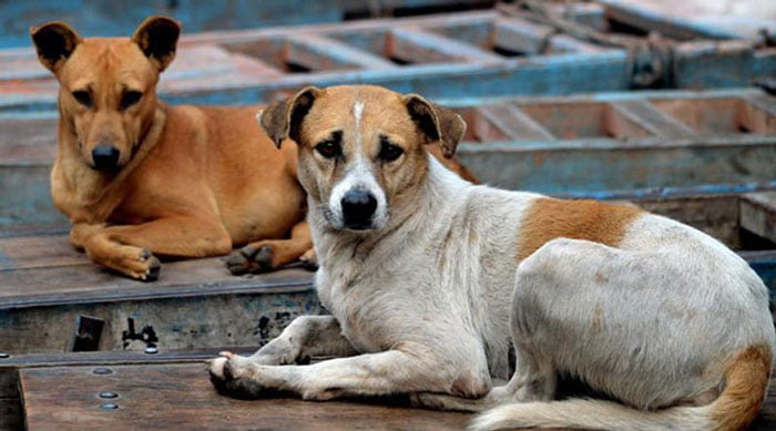 নাইট কারফিউ অমান্য করায় গ্রেপ্তার কুকুর - West Bengal News 24